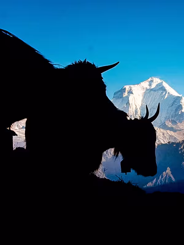 Khopra Danda Trek